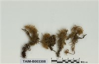 藏品(灰苔科)的圖片